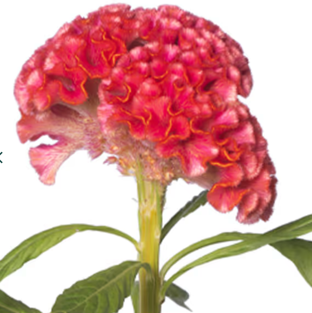 Celosia - Coral Diamond