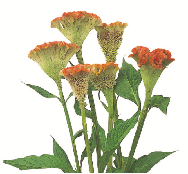 Celosia - Crystal Beauty