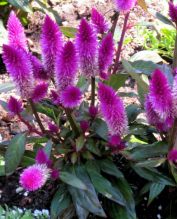 Celosia - Flamingo Purple