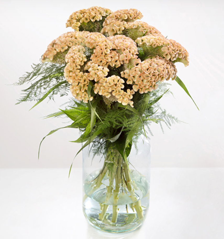 Celosia - Haute Couture