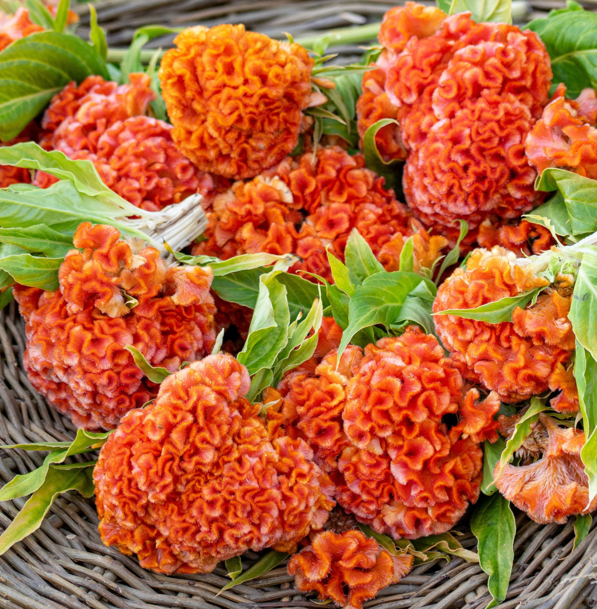 Celosia - Kurume Orange Queen