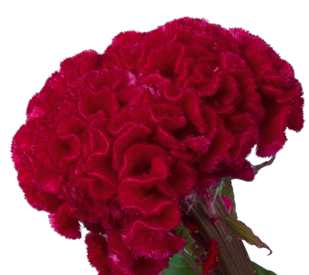 Celosia - Captain Red