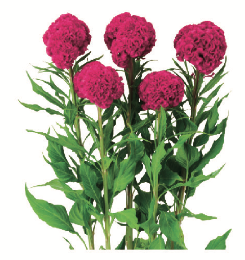 Celosia - Rose Queen