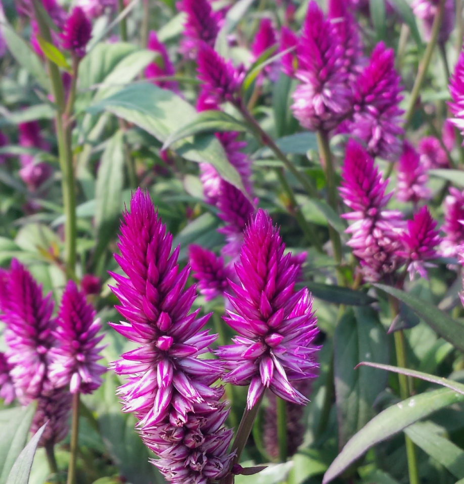 Celosia - Ruby Parfait