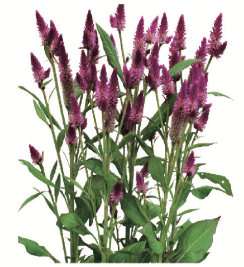 Celosia - Ruby Parfait