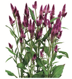 Celosia - Ruby Parfait