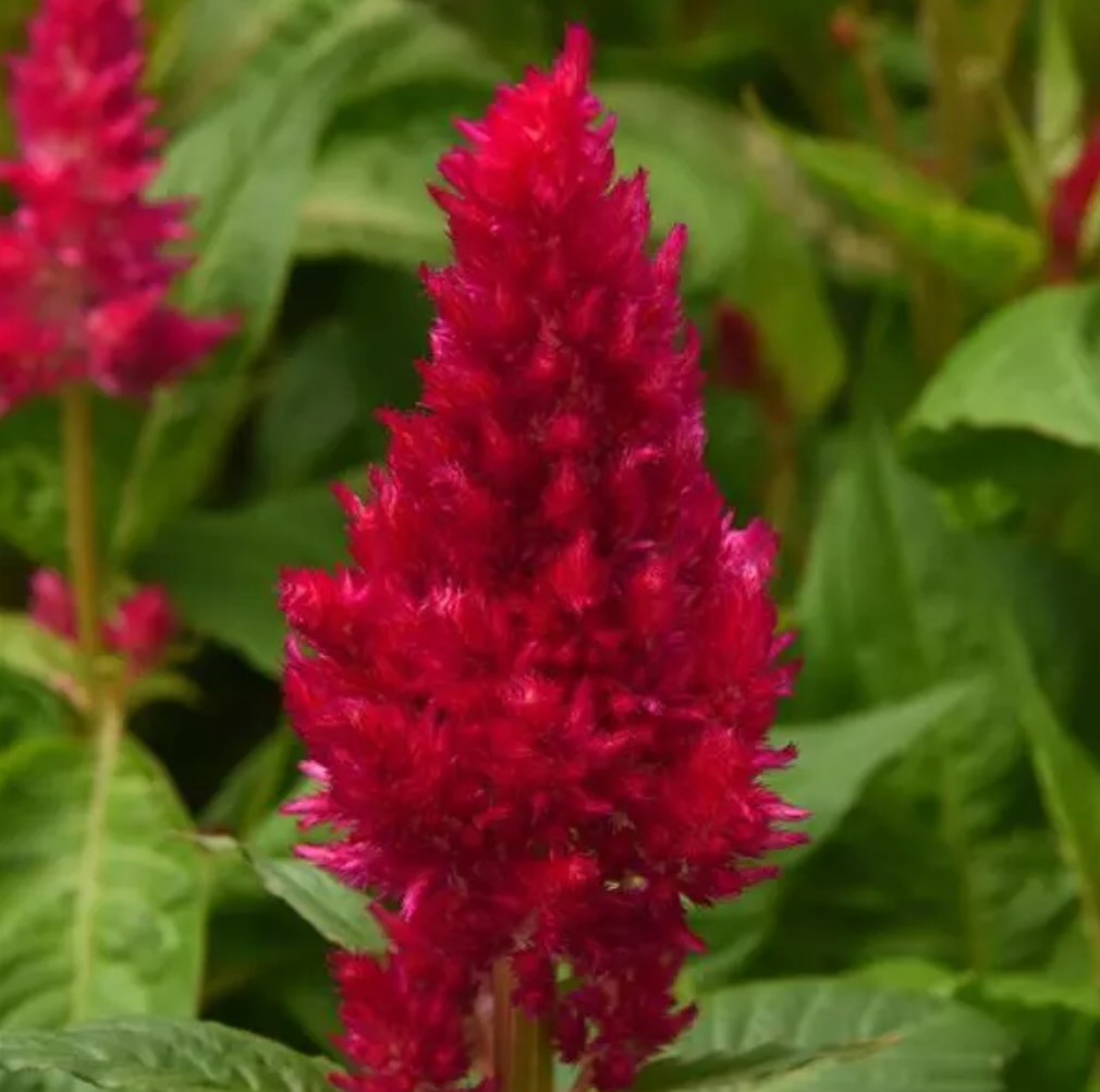 Celosia - Sunday Cherry