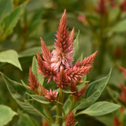 Celosia - Celway™ Terracotta