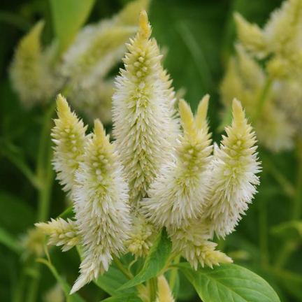 Celosia - Celway™ White