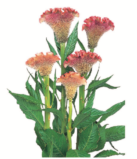 Celosia - Delhi Pearl