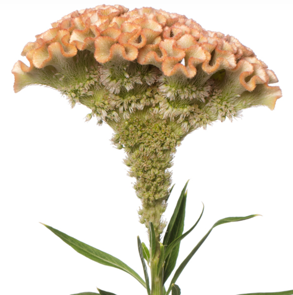 Celosia - Haute Couture