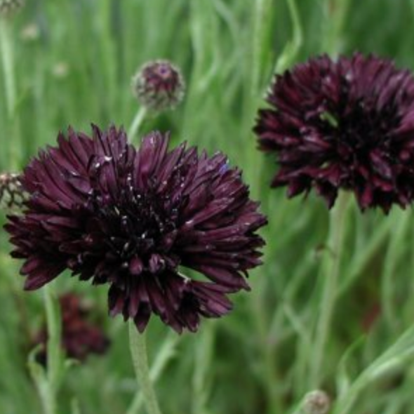 Bachelor's Buttons - Black Boy