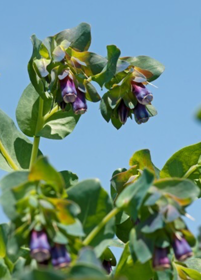 Cerinthe - Pride of Gibraltar