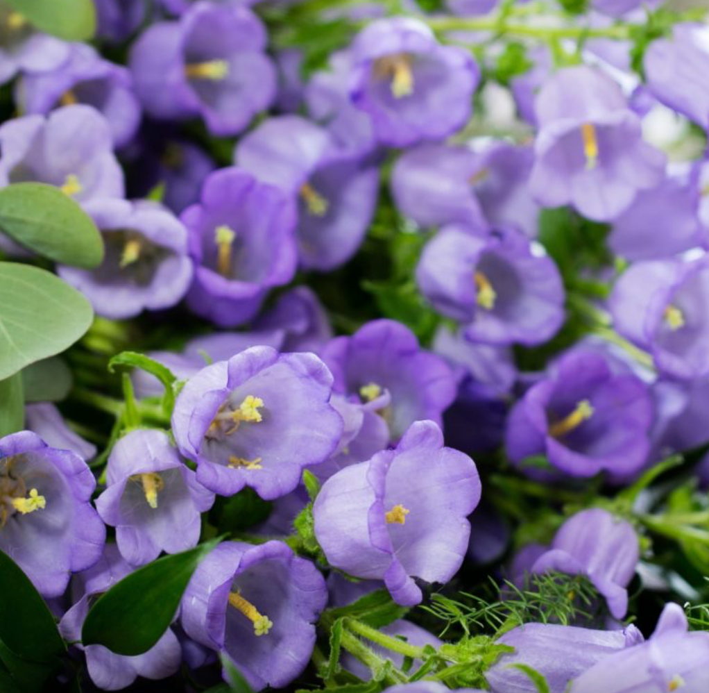 Campanula - Champion Pro Lavender