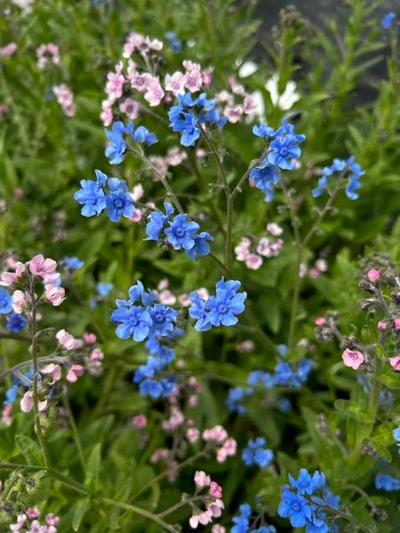 Chinese Forget-Me-Not - Firmament