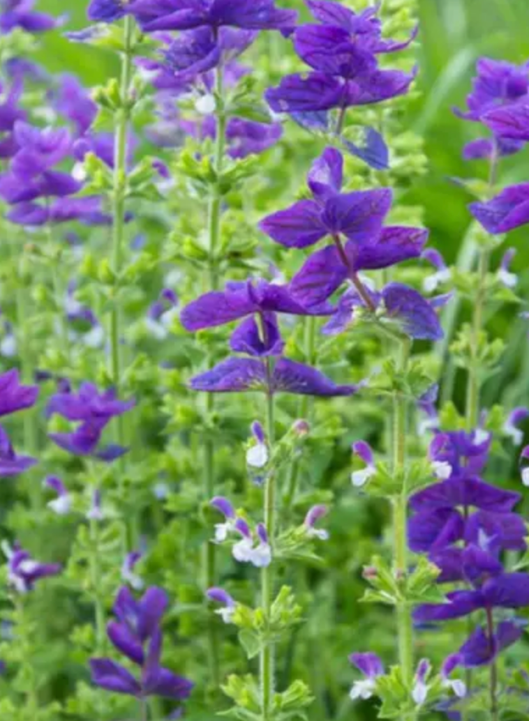 Clary Sage - Blue Monday