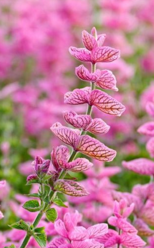 Clary Sage - Pink Sundae
