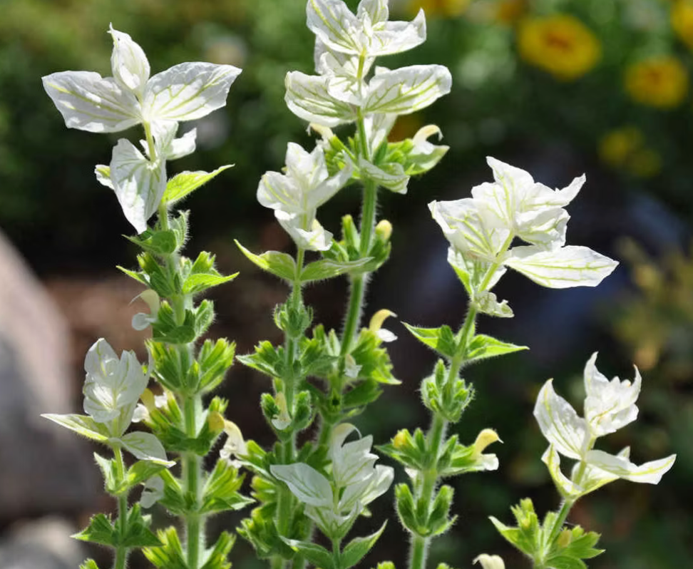 Clary Sage - White Swan