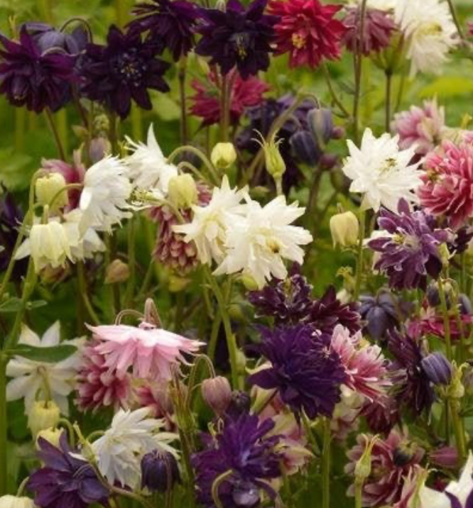 Columbine - Nora Barlow Mix