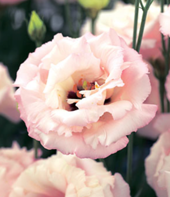 Lisianthus - Corelli II Light Pink