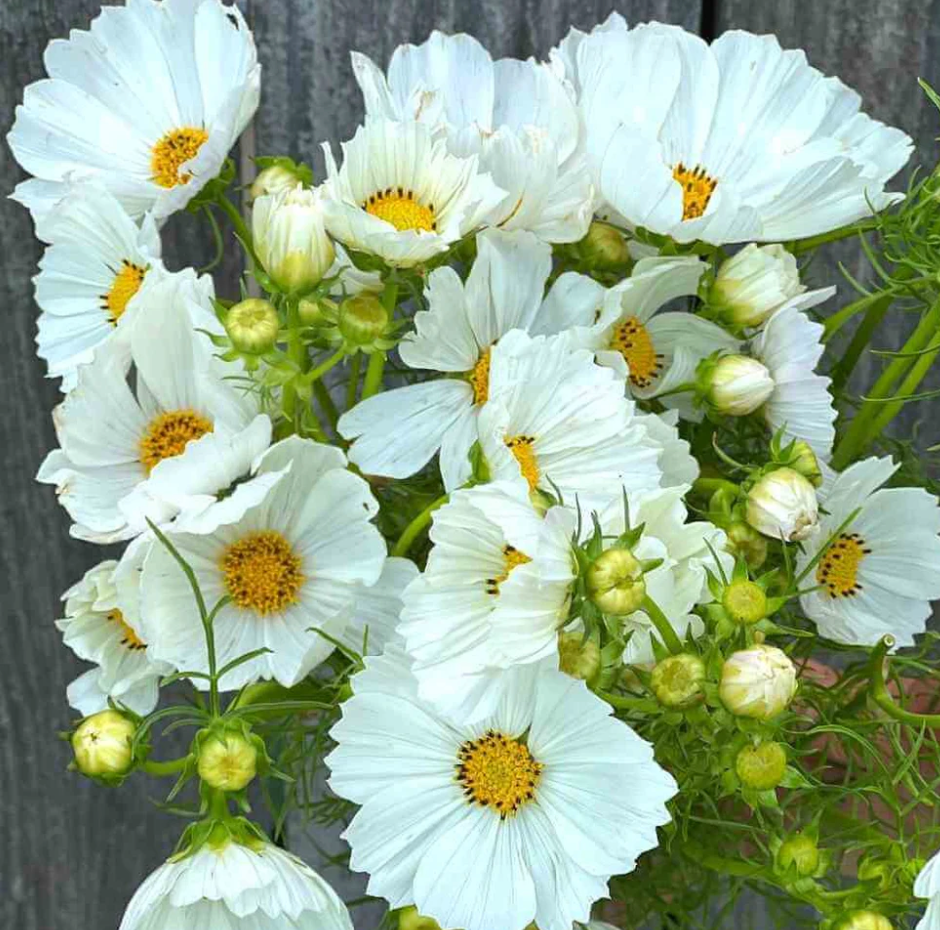 Cosmos - Afternoon White
