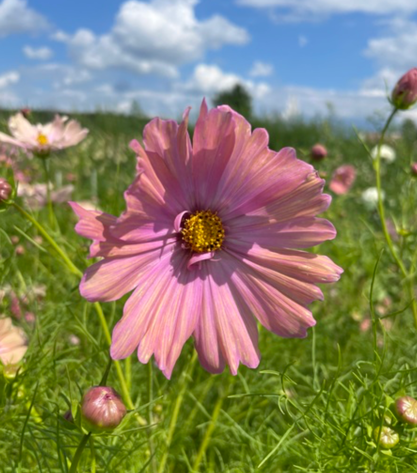 Cosmos - Apricotta