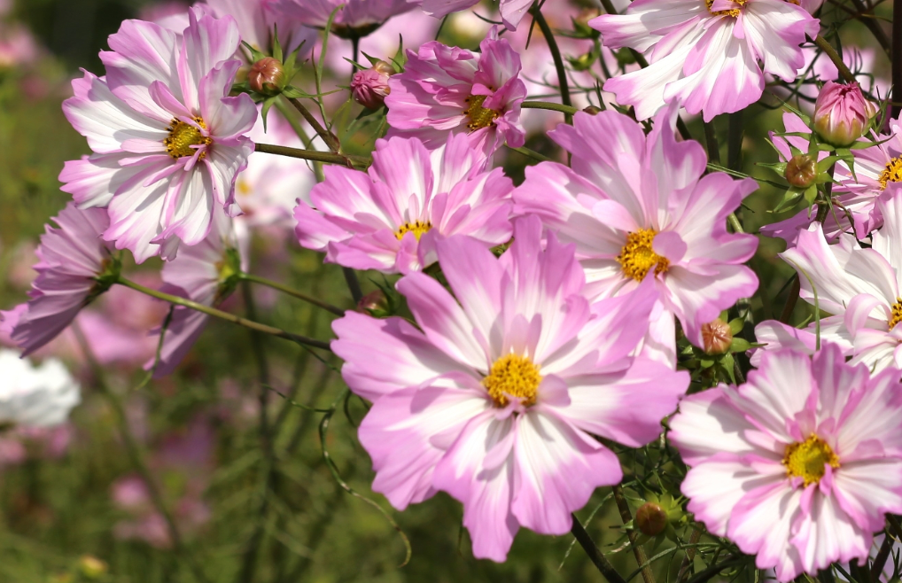 Cosmos - Colletta Pink-White