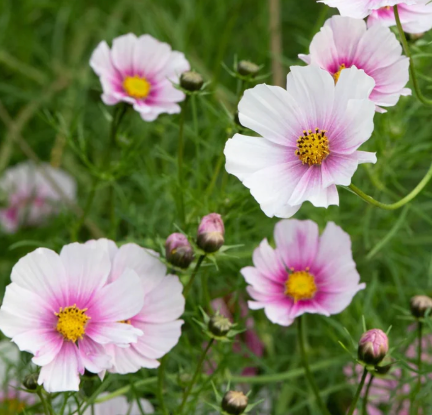 Cosmos - Sensation Daydream