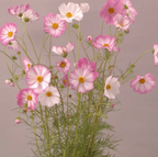 Cosmos - Pink Picotee