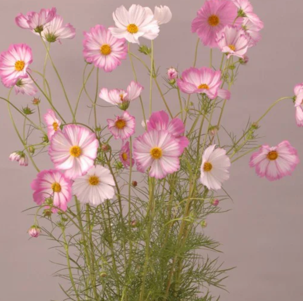 Cosmos - Pink Picotee