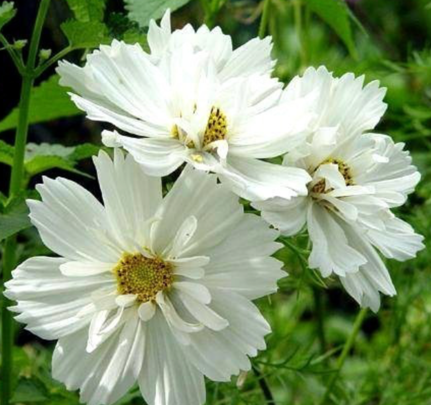 Cosmos - Psyche White