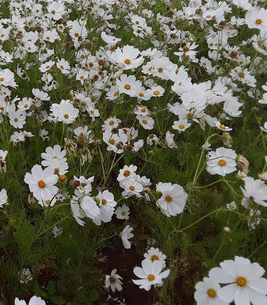 Cosmos - Sensation Purity