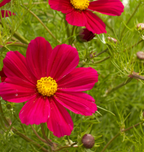 Cosmos - Versailles Red