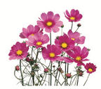 Cosmos - Versailles Red