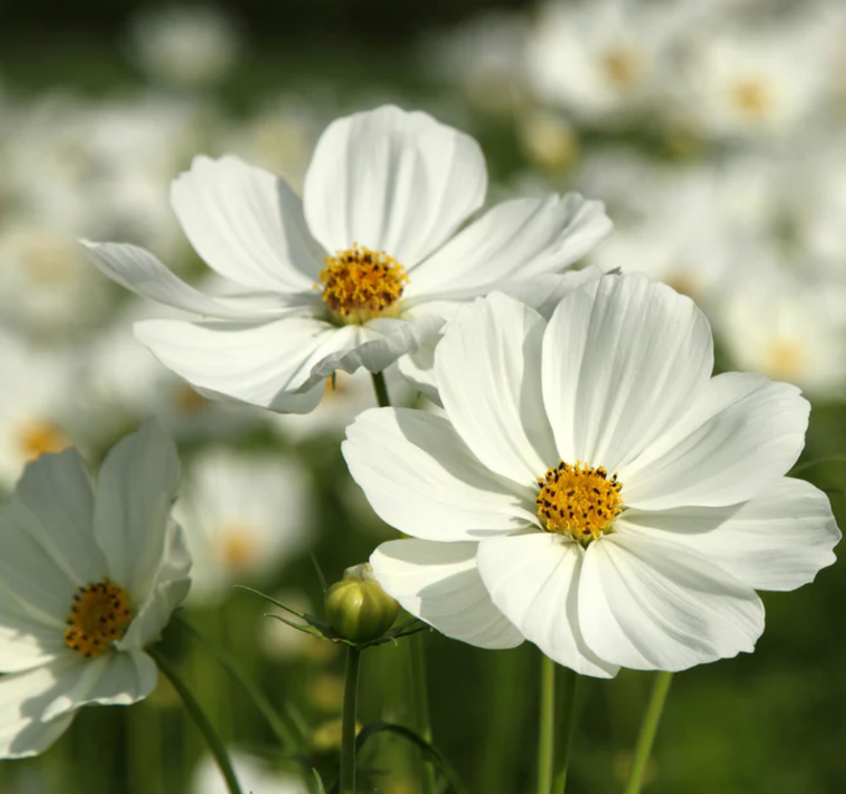 Cosmos - Sensation Purity