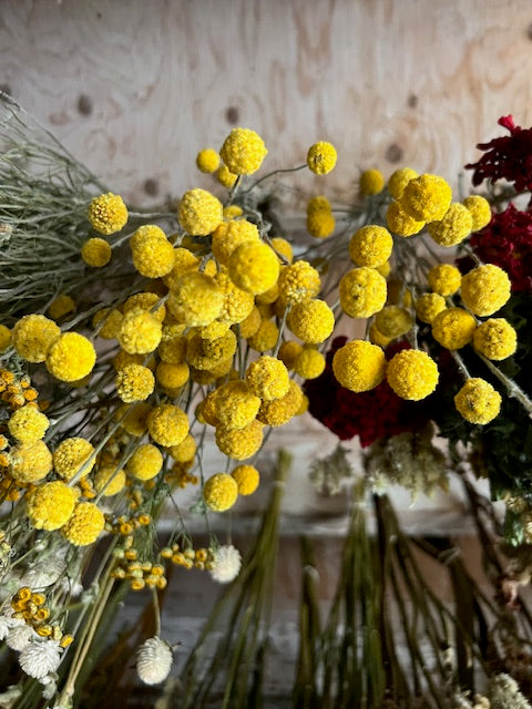 Craspedia - SolarPop