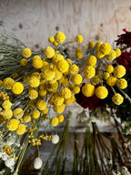 Craspedia - SolarPop