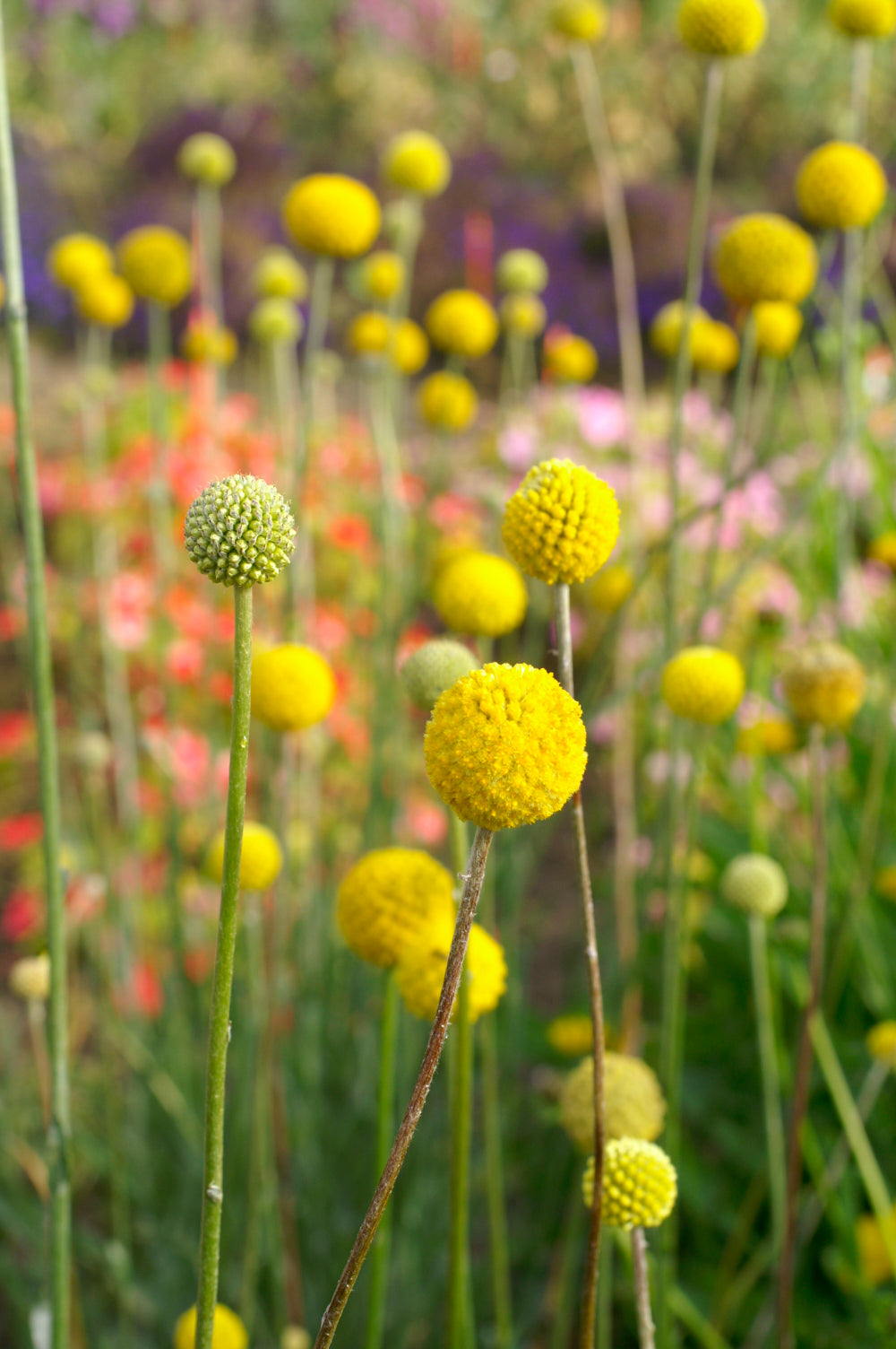 Craspedia - QIS Billy Buttons