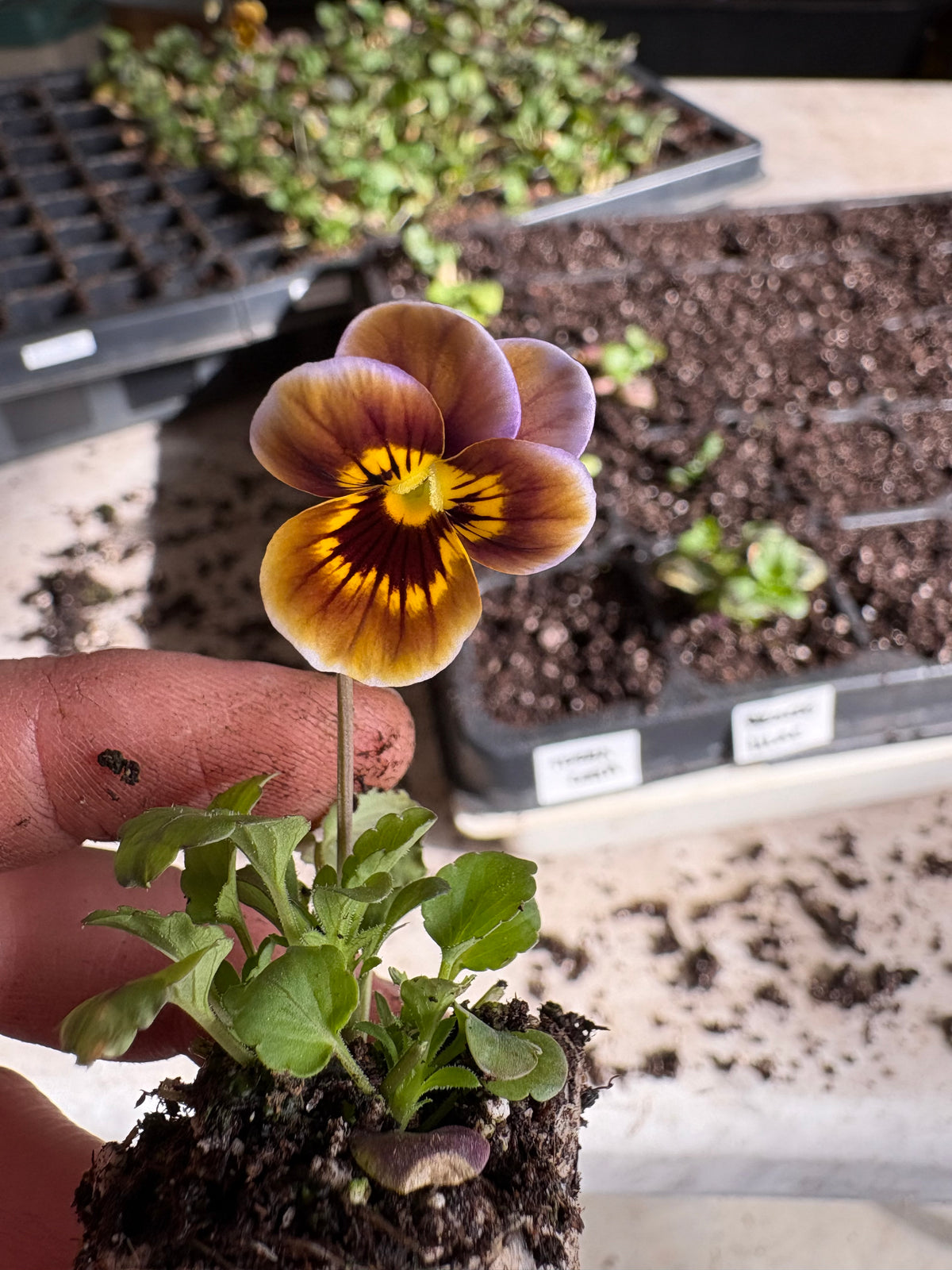 Viola - Caramel Bronze Lilac