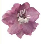 Delphinium - Magic Fountains Cherry Blossom