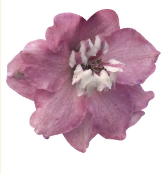 Delphinium - Magic Fountains Cherry Blossom
