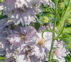 Delphinium - Magic Fountains Cherry Blossom