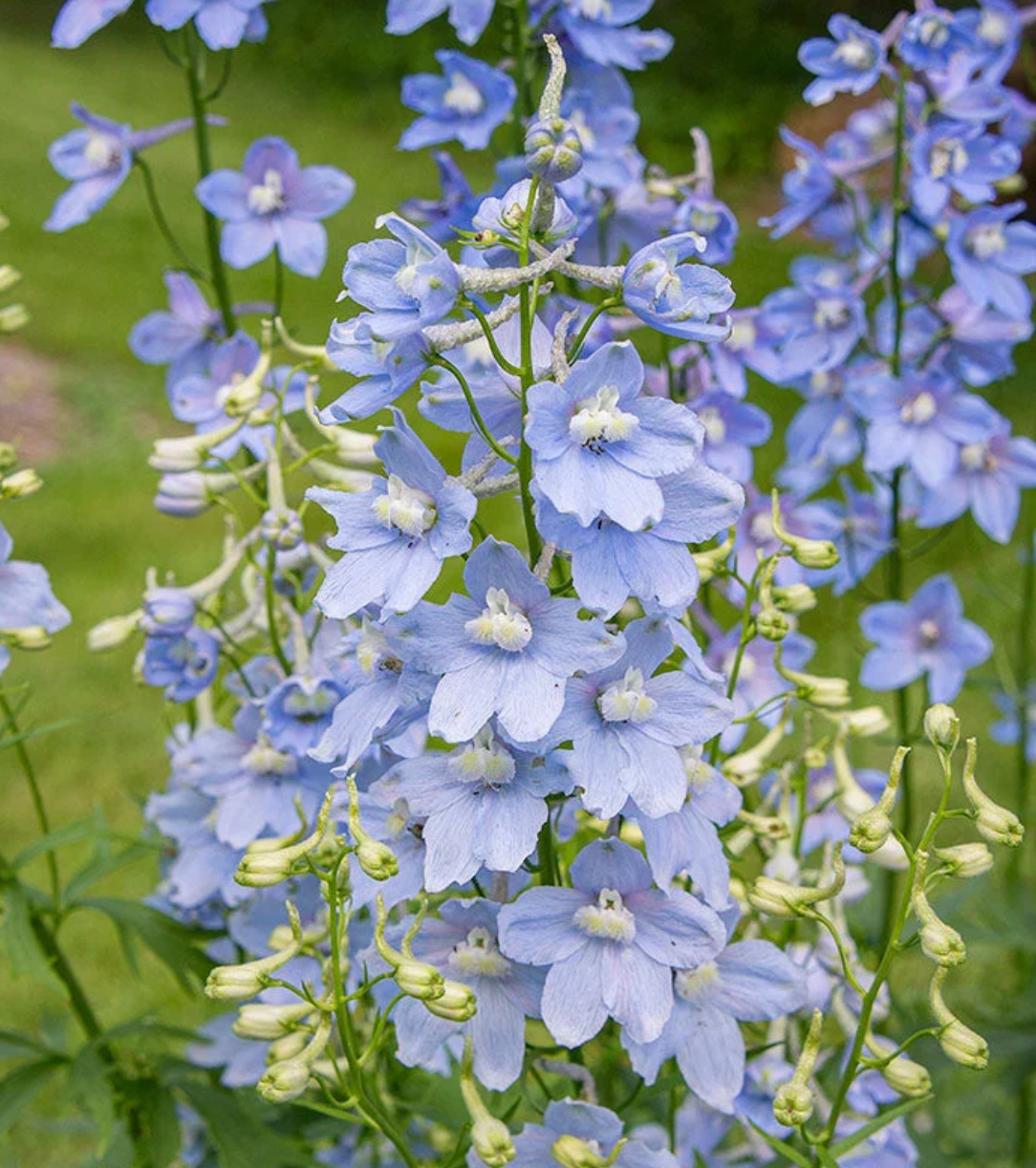 Delphinium - Cliveden Beauty