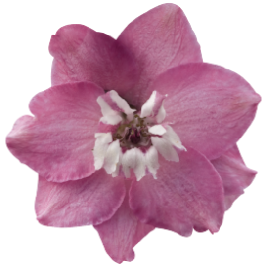 Delphinium - Magic Fountains Lilac Pink