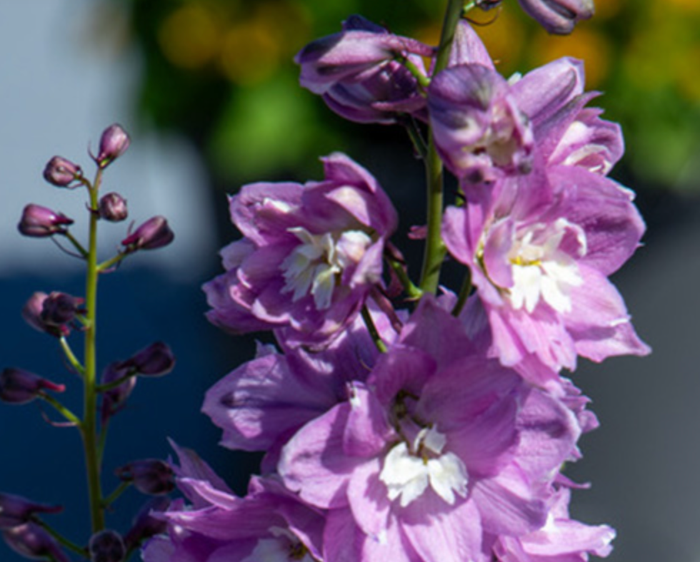 Delphinium - Magic Fountains Lilac Pink
