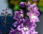 Delphinium - Magic Fountains Lilac Pink