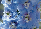 Delphinium - Magic Fountains Sky Blue