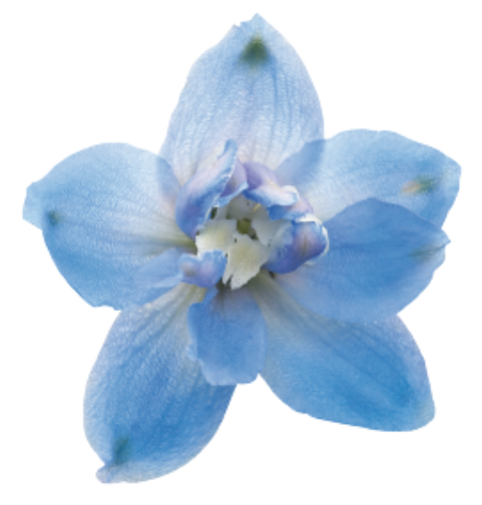 Delphinium - Magic Fountains Sky Blue