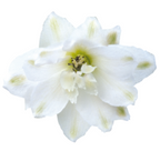 Delphinium - Magic Fountains Pure White