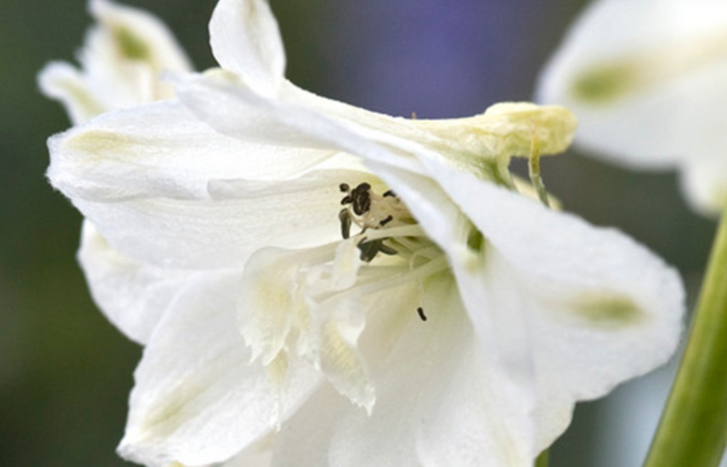 Delphinium - Magic Fountains Pure White